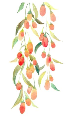水彩枸杞