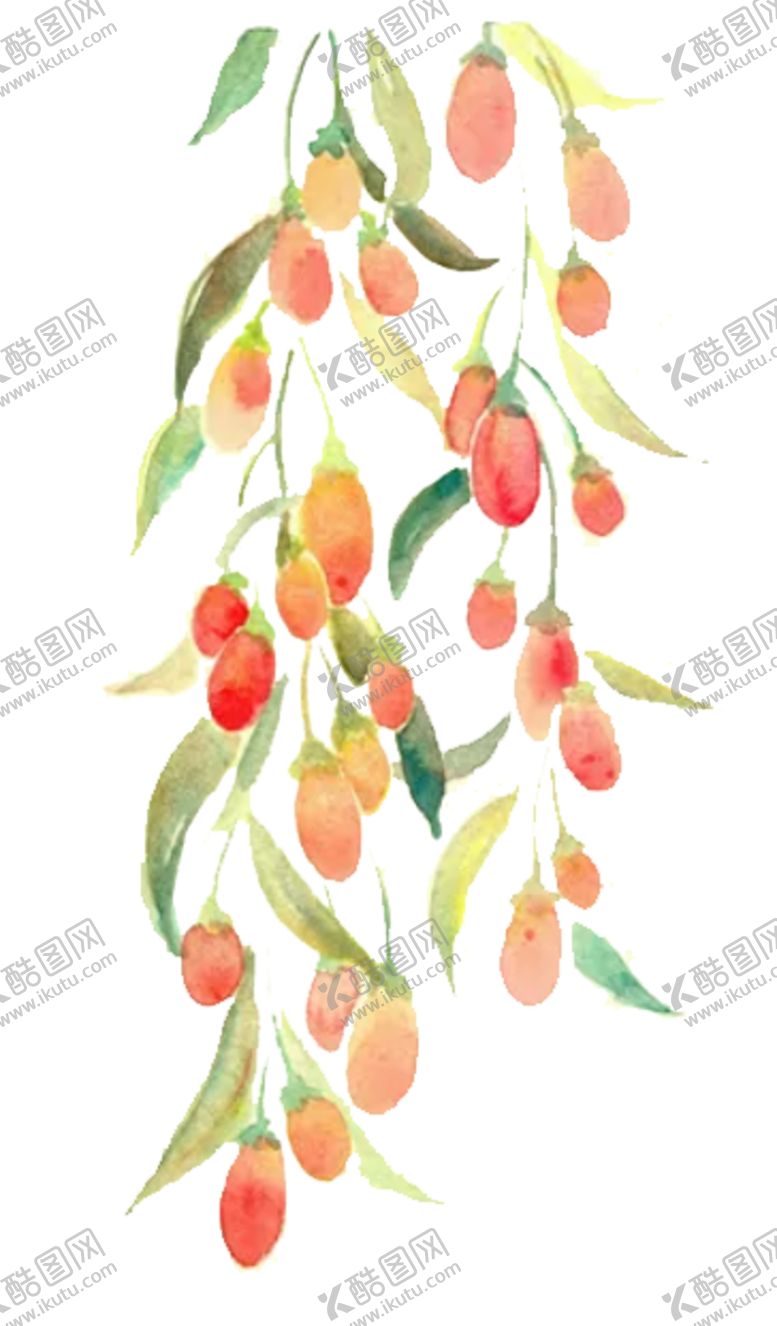 编号：42574210300227158479【酷图网】源文件下载-水彩枸杞