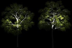 夜景树