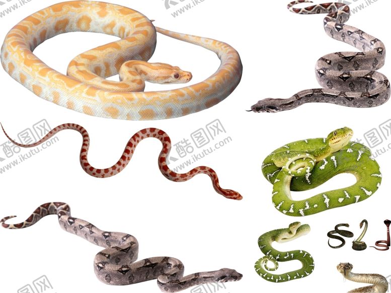 编号：90232709290528077341【酷图网】源文件下载-蛇png免扣高清素材