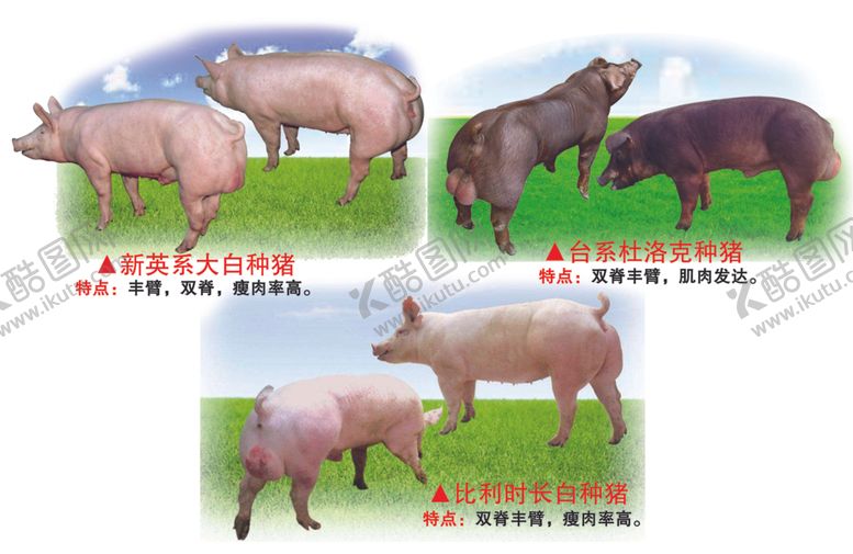 编号：39249710090318426832【酷图网】源文件下载-种猪挂图