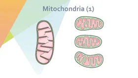 细胞生物学和组织学医素材医疗插画医疗元素医疗素材