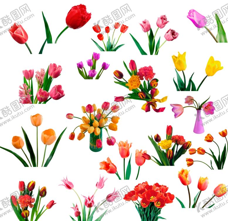 编号：50215810081537019933【酷图网】源文件下载-郁金香