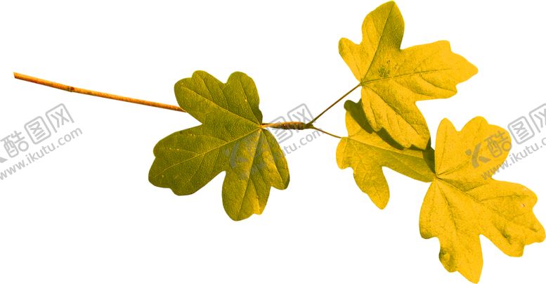 编号：64833009250905496824【酷图网】源文件下载-花素材