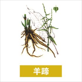 草本植物药材图片