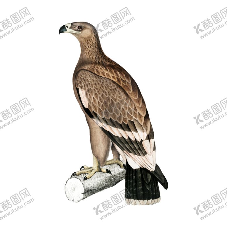 编号：69505207061114114816【酷图网】源文件下载-手绘鸟类插图