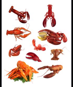 小龙虾素材