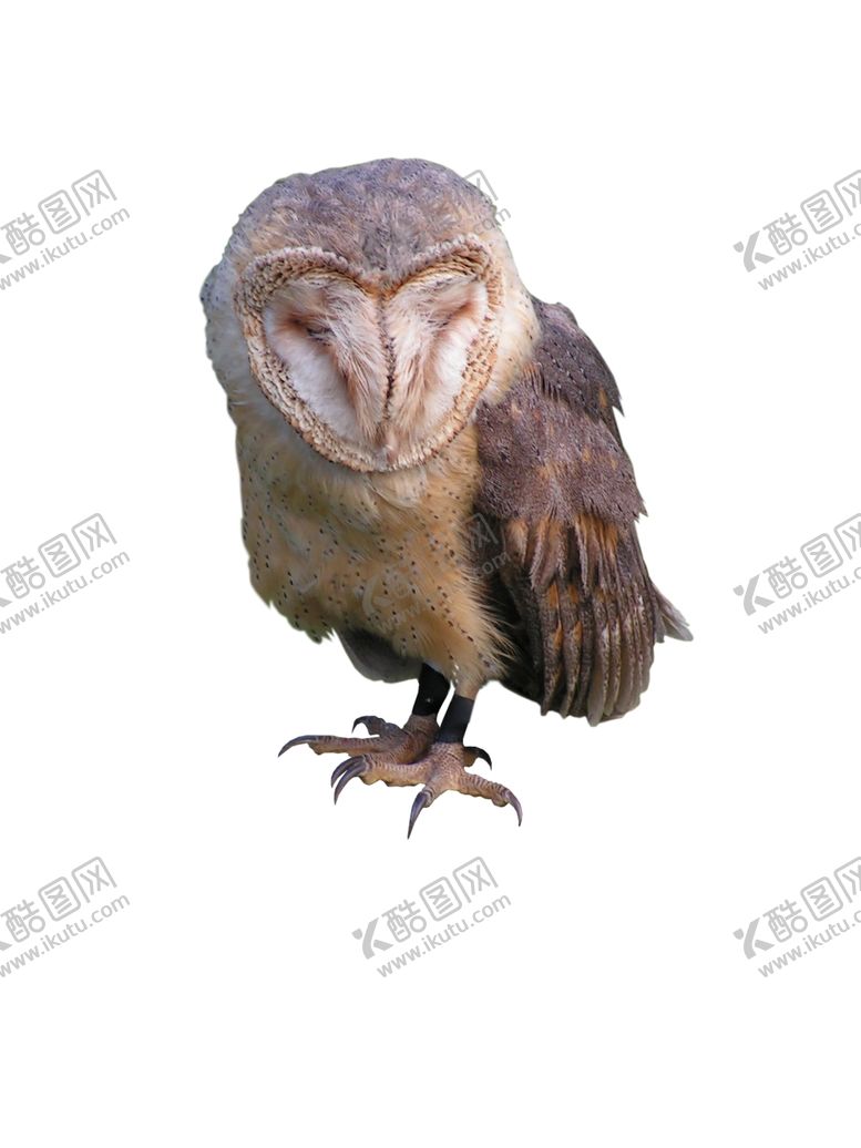 猫头鹰梅花鹿野生动物鹦鹉蜗牛