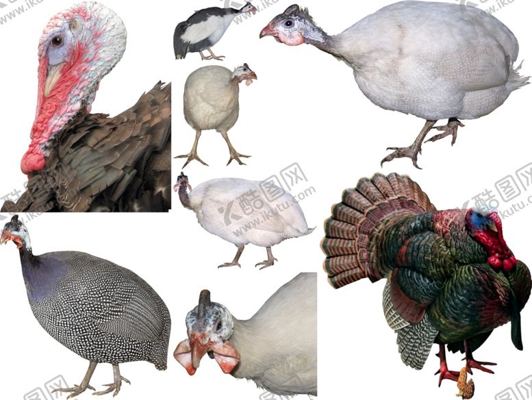 编号：53707209292201434760【酷图网】源文件下载-珠鸡png免扣高清素材