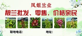 兰花喷绘海报