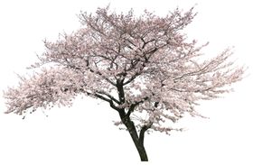 樱花装饰素材