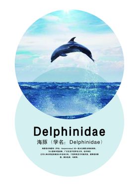 海豚简介海报