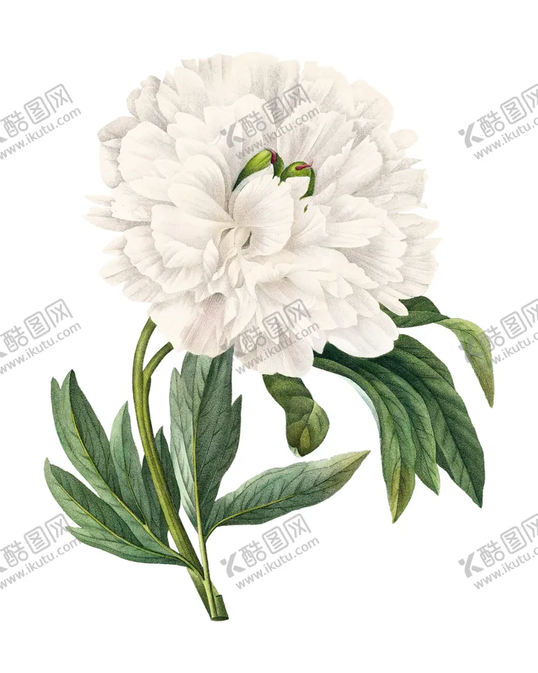 编号：19334401261436233396【酷图网】源文件下载-植物花朵