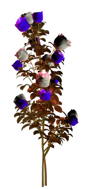鲜花素材