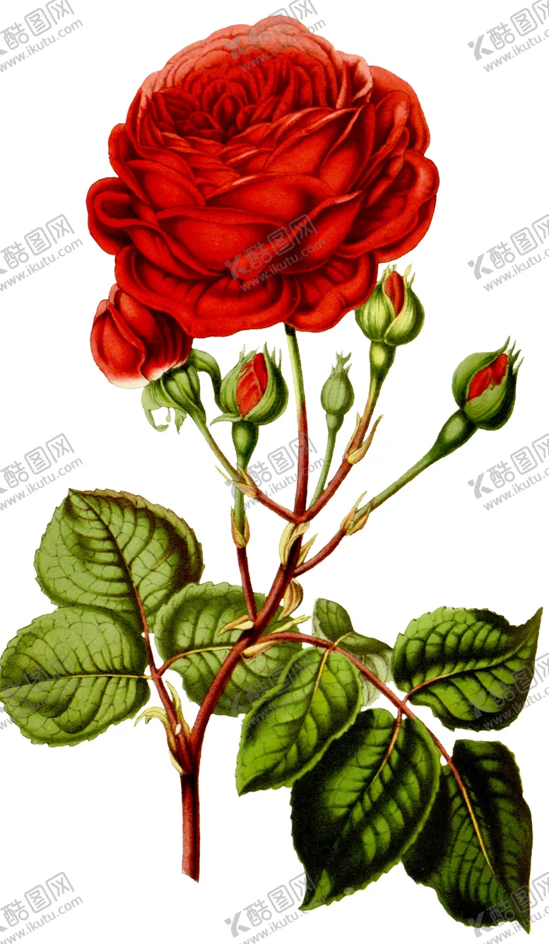 编号：24096907010329337420【酷图网】源文件下载-复古鲜花植物装饰图案