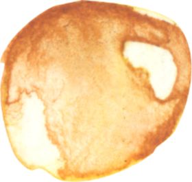 水彩手绘花卉花朵植物