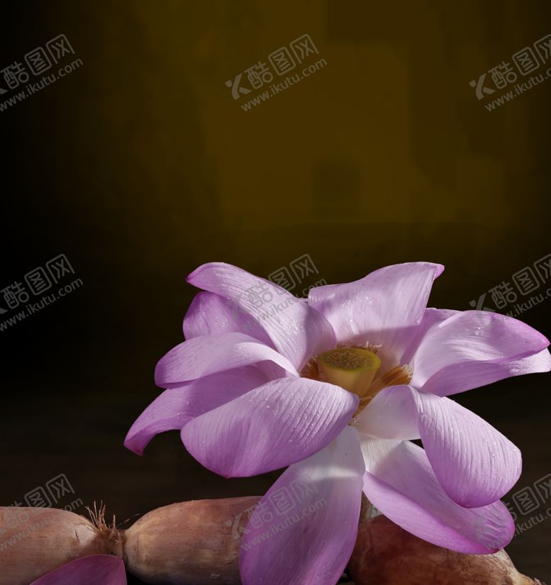 编号：65609410110309293160【酷图网】源文件下载-荷花