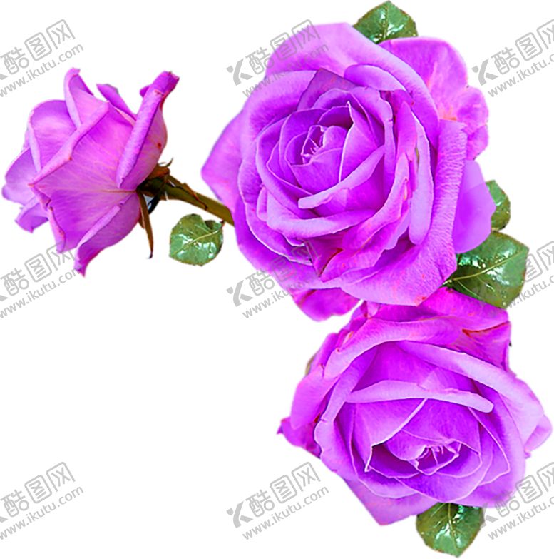 编号：29627105050728229132【酷图网】源文件下载-鲜花素材