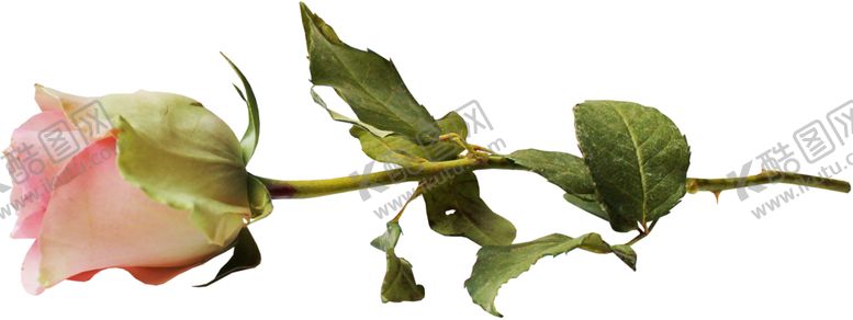 编号：58495209290652387033【酷图网】源文件下载-粉色玫瑰花朵图案