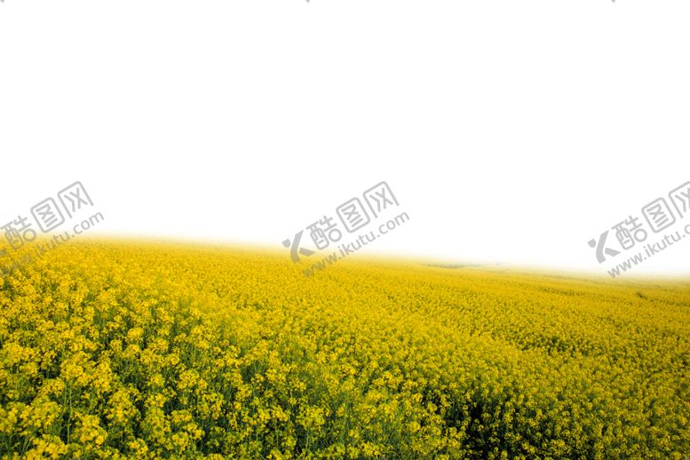 编号：33211909101942527294【酷图网】源文件下载-油菜花春季黄色田野花园素材