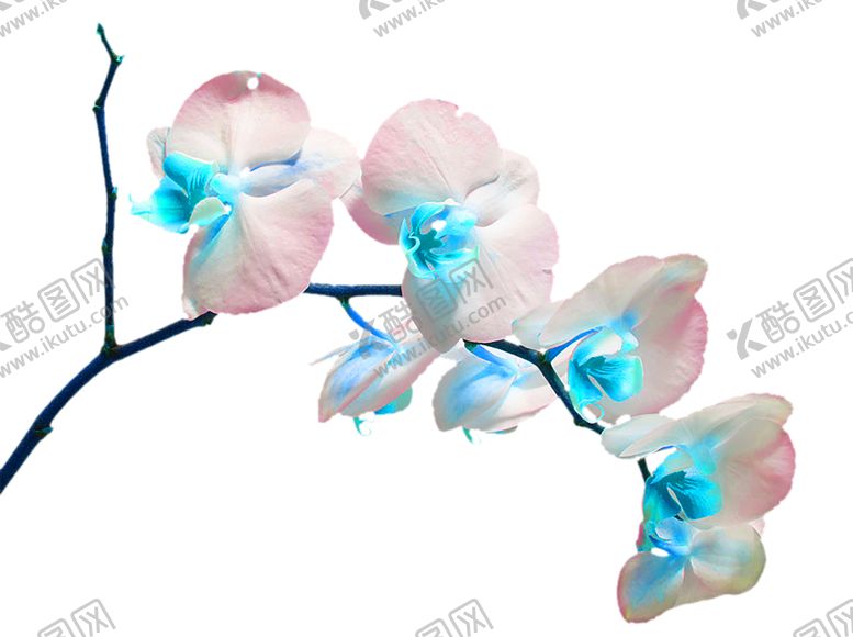编号：15995610290648398734【酷图网】源文件下载-花素材