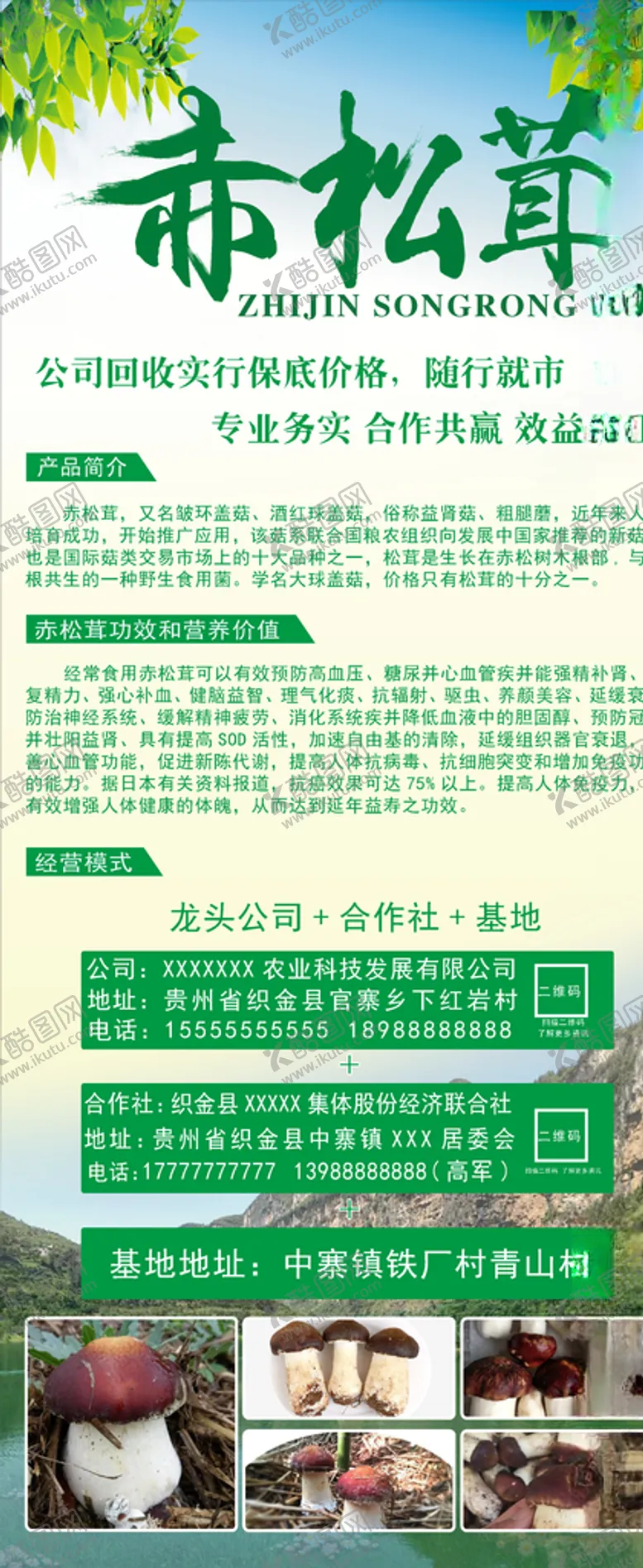 编号：72322907041328394484【酷图网】源文件下载-赤松茸