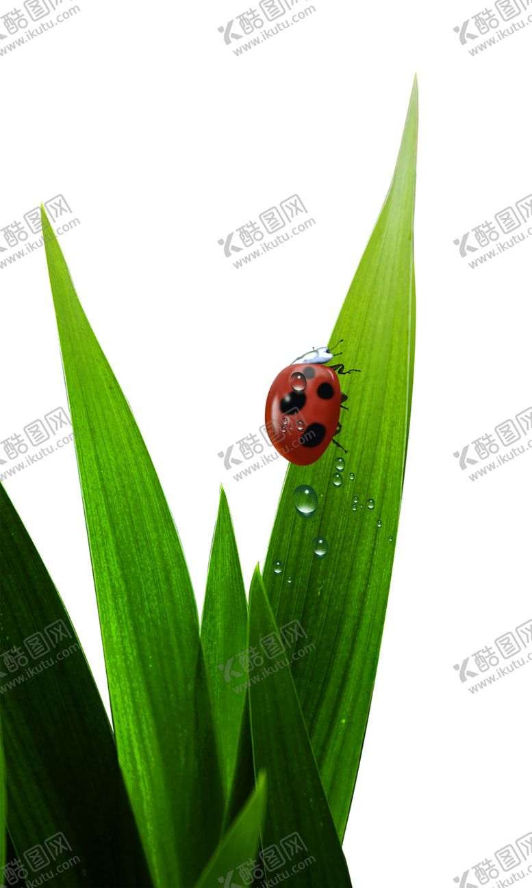 编号：69306910191818073189【酷图网】源文件下载-植物