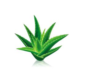 绿色相框
