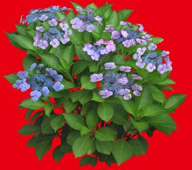 分层花