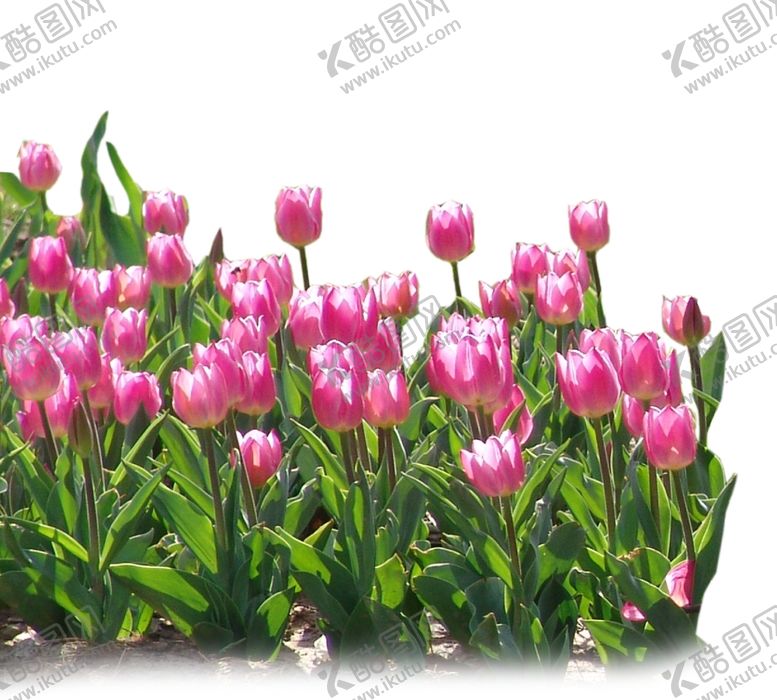 编号：12131910311708515479【酷图网】源文件下载-荷兰郁金香