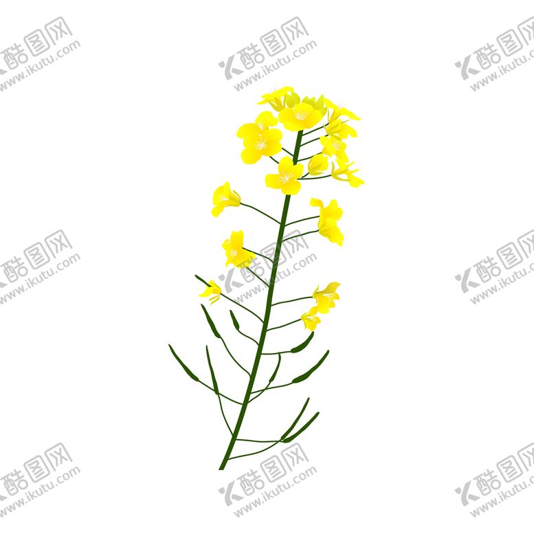 编号：32574311240649175800【酷图网】源文件下载-油菜花