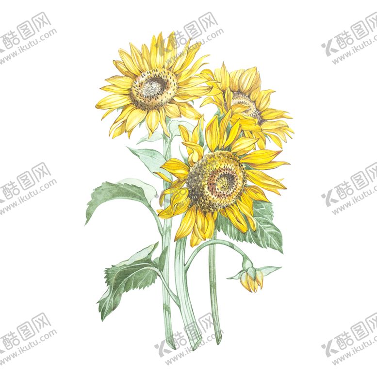 编号：32946306281552122353【酷图网】源文件下载-多肉植物花朵绘画素材