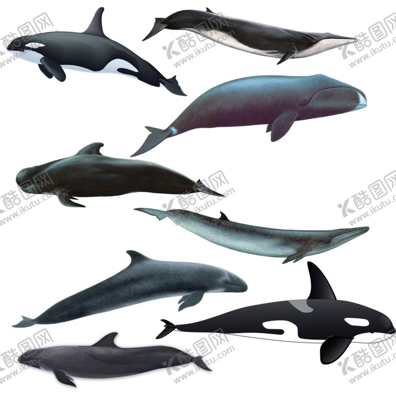 编号：41213409230439436278【酷图网】源文件下载-鲸鱼png免扣高清素材