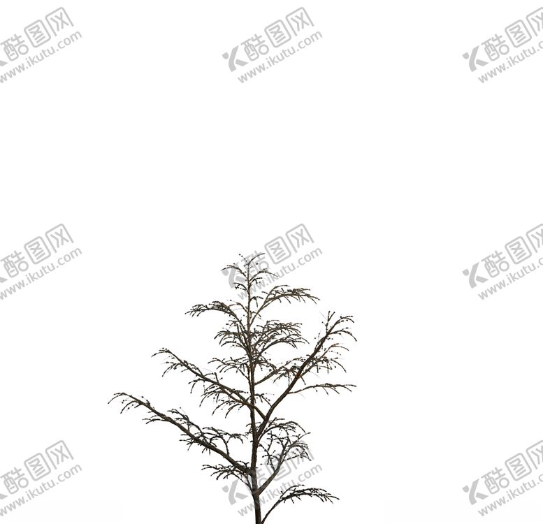 编号：11961210061720539983【酷图网】源文件下载-树木