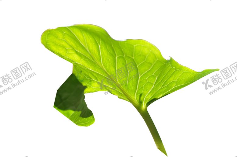 编号：10665411010924429147【酷图网】源文件下载-绿色相框