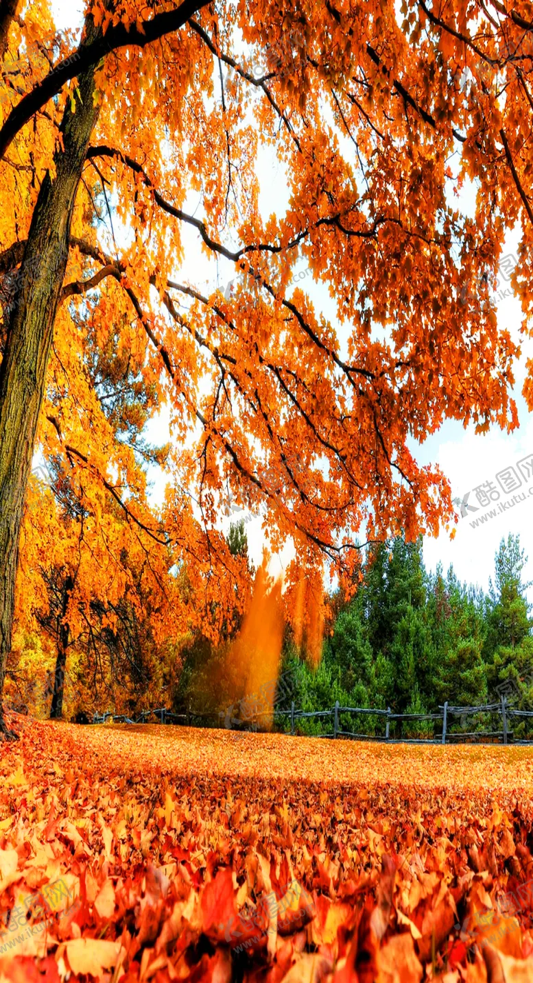 编号：82348909092336134822【酷图网】源文件下载-枫叶枫树