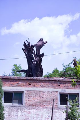 树桩