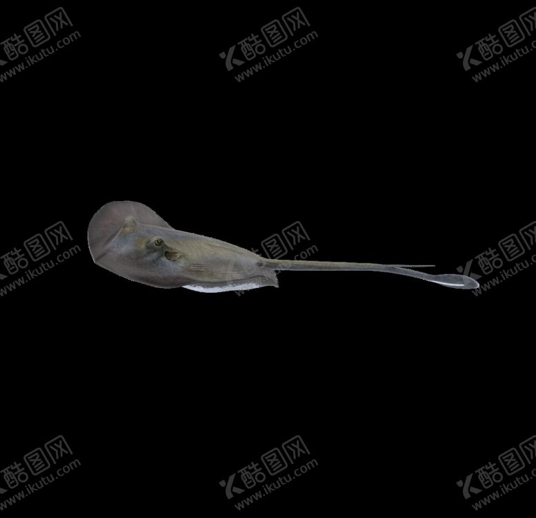 编号：30737910051208061455【酷图网】源文件下载-海洋生物