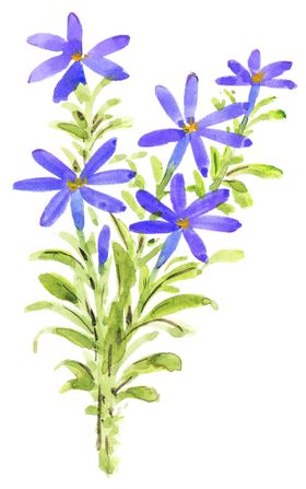 百花争艳抽象工笔画水墨画月季