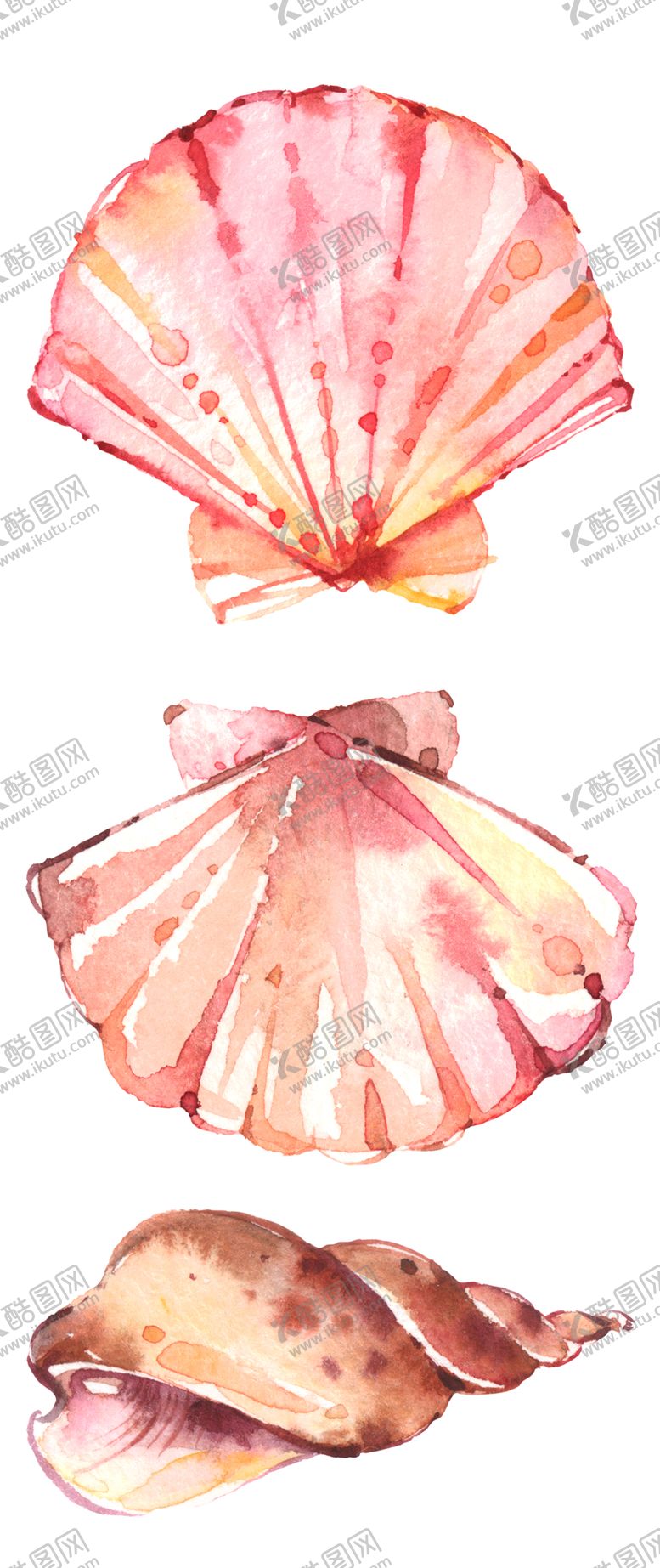 编号：45962801190153578103【酷图网】源文件下载-手绘海螺