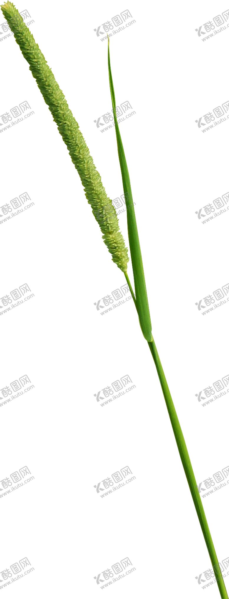 编号：32990607131009276810【酷图网】源文件下载-绿色植物