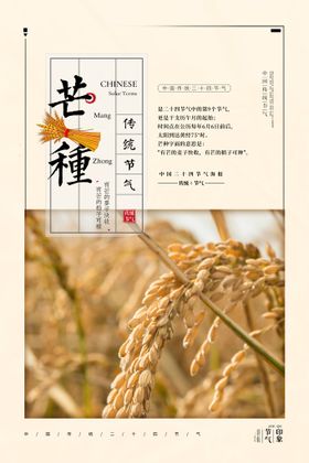 芒种杂志稻穗背景