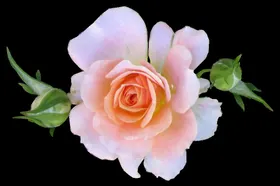 玫瑰花免扣素材语素材