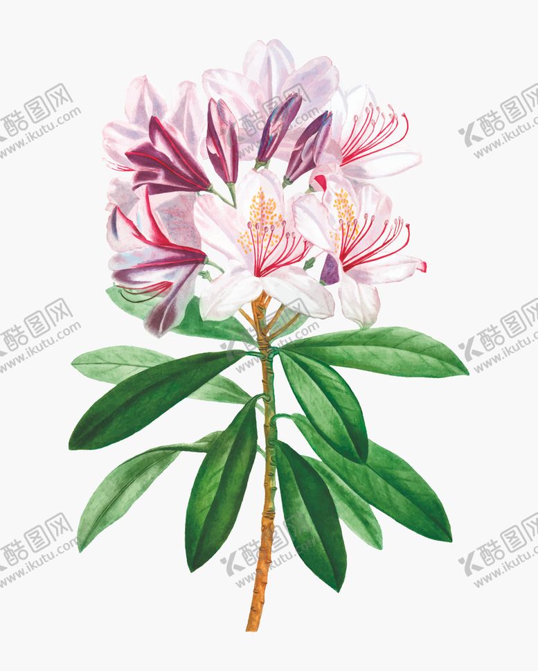 编号：42262010231944348098【酷图网】源文件下载-花卉植物主题