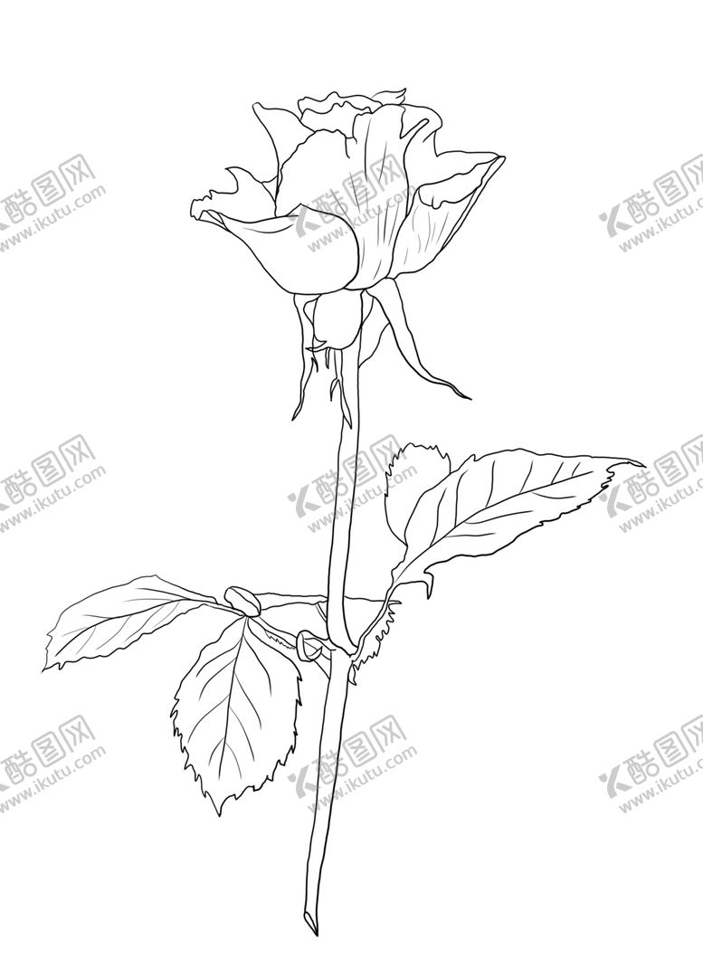 编号：69678309160259195576【酷图网】源文件下载-玫瑰花