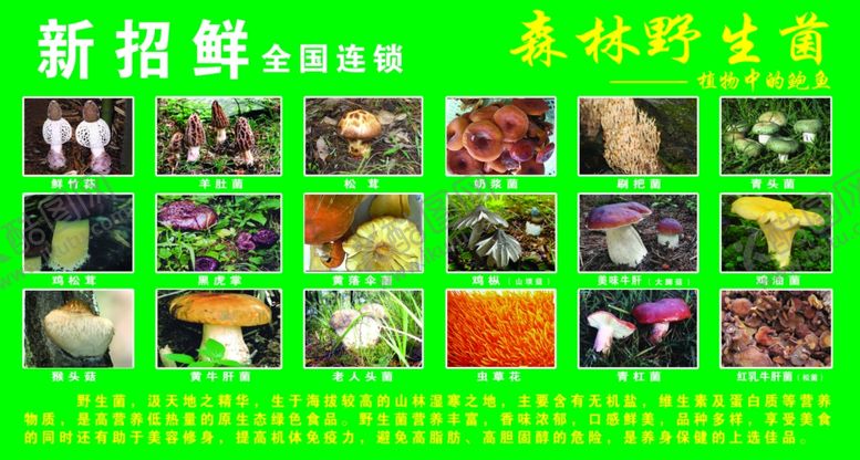 编号：95293410170442499199【酷图网】源文件下载-野生菌猴头菇鸡枞菌