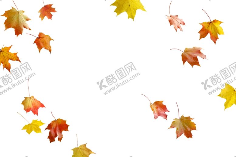 编号：82116809240057499859【酷图网】源文件下载-枫叶