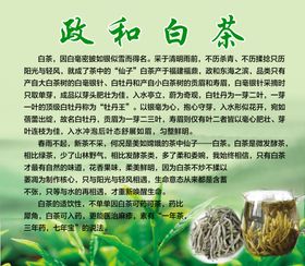 政和白茶