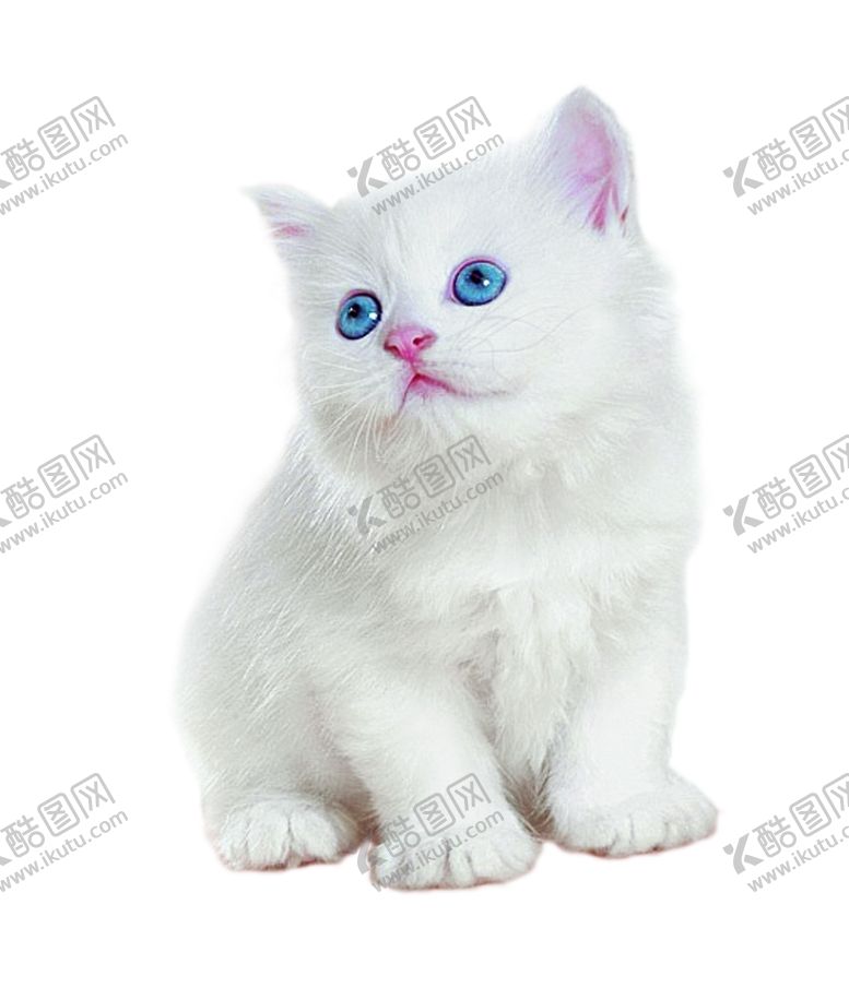 编号：28925207121541262877【酷图网】源文件下载-猫咪