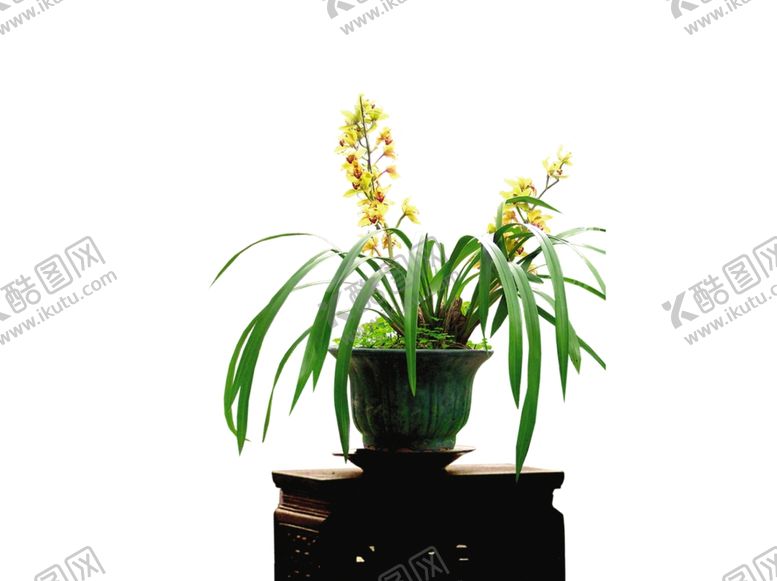 编号：62281509201027576591【酷图网】源文件下载-兰花